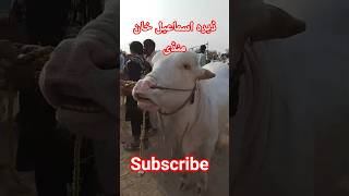 Beautiful Bail#animals #love #sad #cow #bull #trending