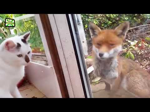 FEARLESS CATS ★