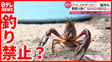 ザリガニ 飼い方