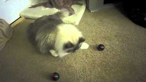 Tyco: Blue-Mitted Ragdoll Cat Playing With Harmony Balls