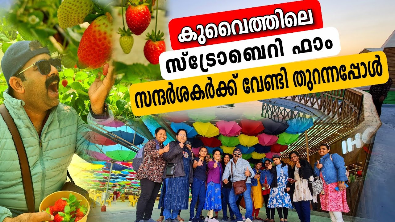 Biggest Farm in Kuwait Albohayara Farm Abdali strawberry Farm