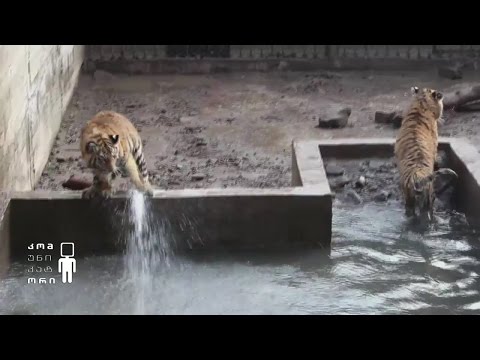 ვეფხვების \"აქვაპარკი\" - როგორ ერთობიან ბოკვერები თბილისის ზოოპარკში;