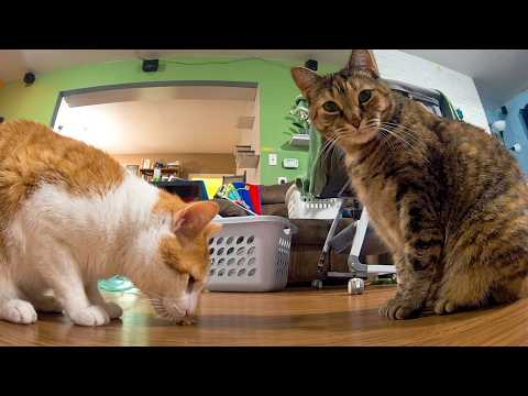 We Let a Robot Follow Our Cats Around the House