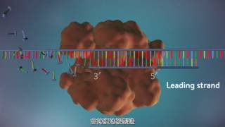 DNA replication (DNA複製機制) 