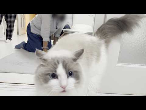 1年ぶりに叔母に会ったラグドール猫がまさかのこうなりました。