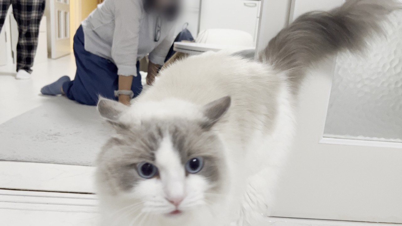 1年ぶりに叔母に会ったラグドール猫がまさかのこうなりました。