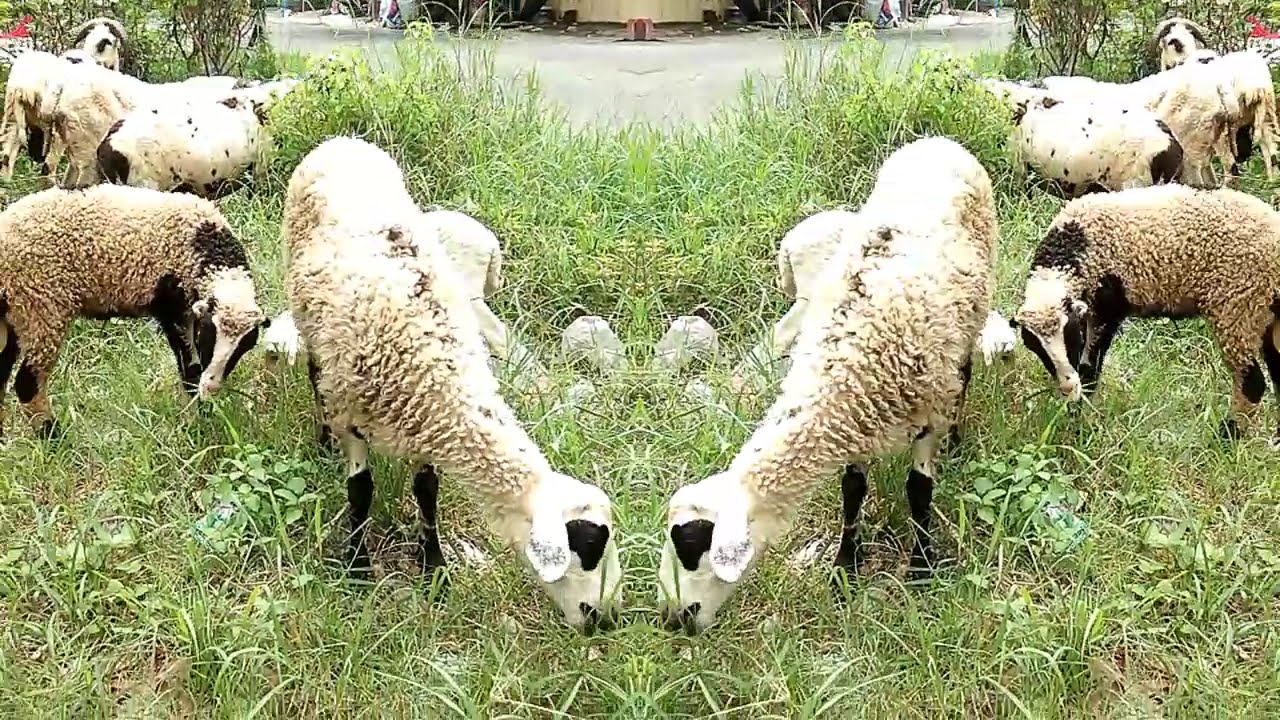 Lagu Anak Kambing Saya II Lagu Anak Terpopuler II - YouTube