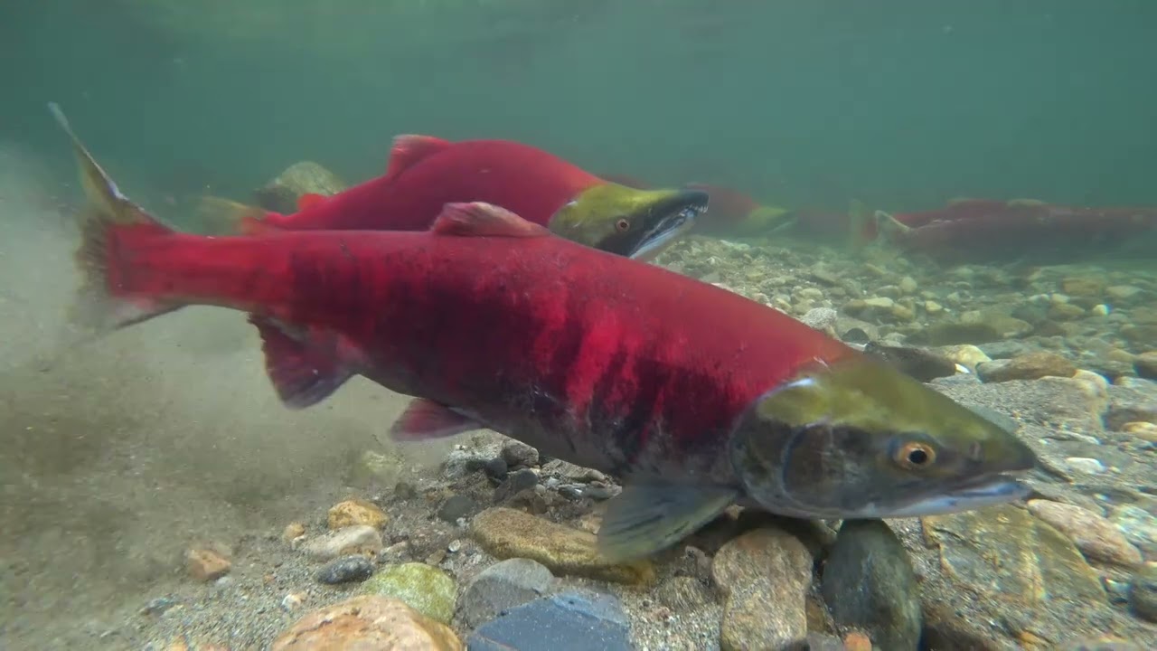 Sockeye Salmon Run, Adams River, British Columbia 2022