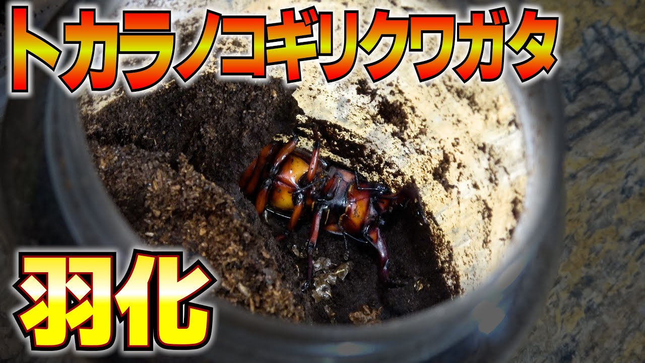 トカラノコギリクワガタが羽化しました