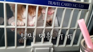 A kitten who went on a huge rampage on the first day of animal hospital. by 지안스캣 Jian's Cat 18,487 views 3 months ago 8 minutes, 31 seconds