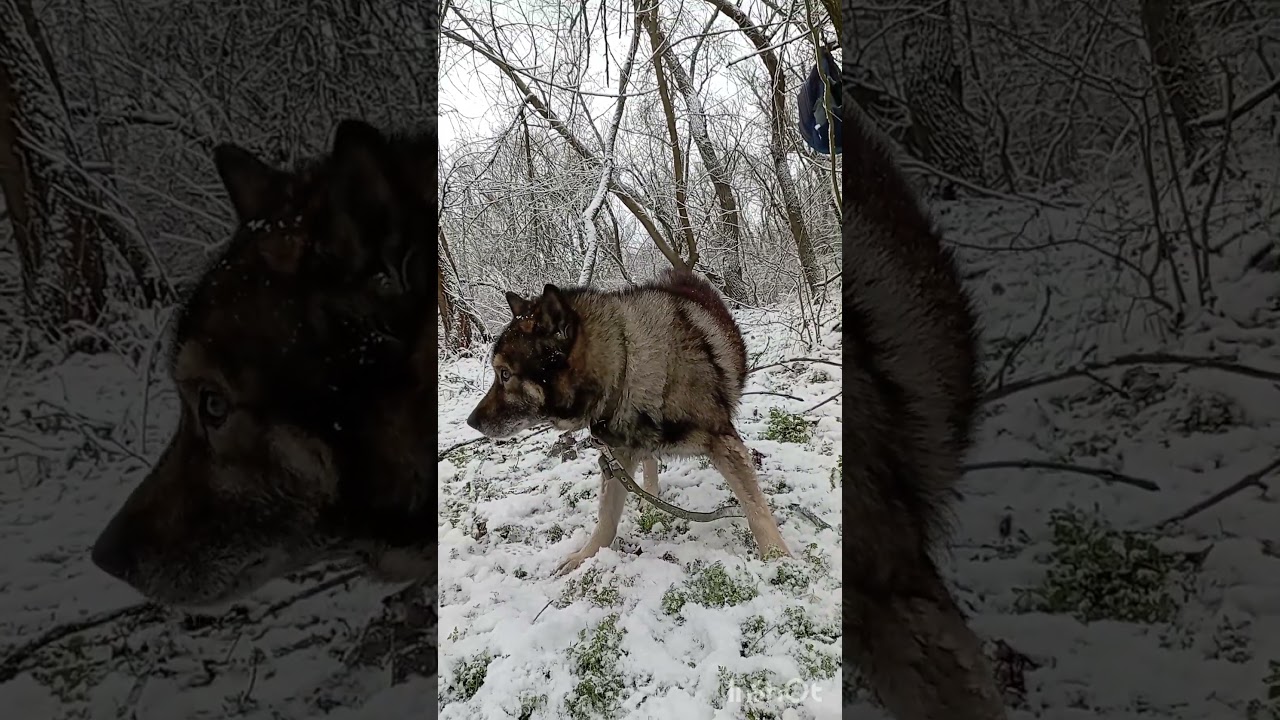 Давай колбаску. Финансовая помощь бездомным собачкам: 2202 2056 2556 3355- Александр К.