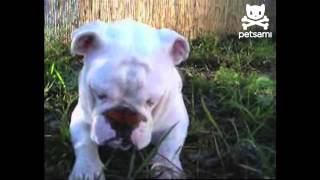 Baby Bulldog Plays With Butterfly screenshot 4