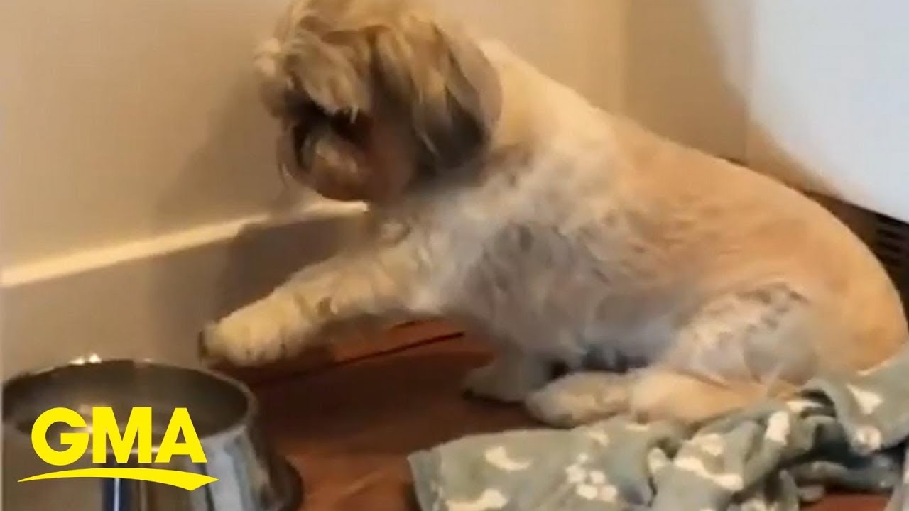 Dog Politely Points Out To Owner That She D Like Seconds After Finishing Her Meal Gma Digital Youtube Dog Politely Points Out To Owner That She D Like Seconds After Finishing Her Meal Gma Digital Youtube