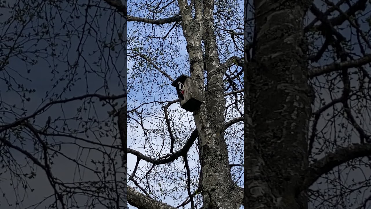 Great Spotted Woodpecker drumming. St&ouml;rre hackspett trummar