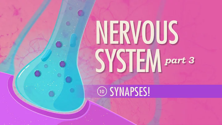 The Nervous System, Part 3 - Synapses!: Crash Course Anatomy & Physiology #10