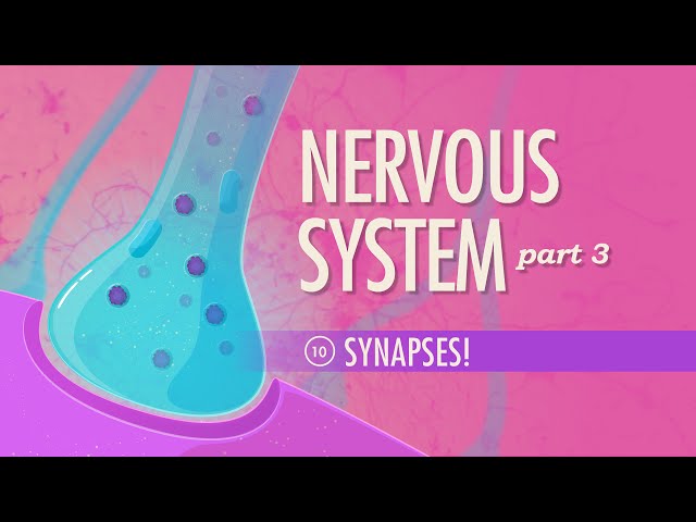 The Nervous System, Part 3 - Synapses!: Crash Course Anatomy & Physiology #10 class=