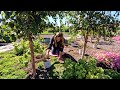 Planting 12 Hydrangeas, Russian Sage & and Spice Baby Viburnum! 😍🌿🙌 (Long Version)