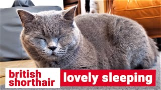 Sleeping British Shorthair by The Famous Tom 75 views 3 years ago 2 minutes, 23 seconds