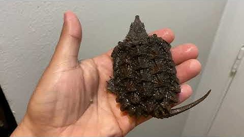 Alligator snapping turtle update