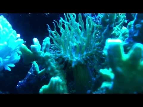 Killing aptasia anemone in reef tank (R)