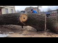 Наткнулись на гвоздь в 100-летнем дубе A nail in an oak tree was sawn through with a chainsaw