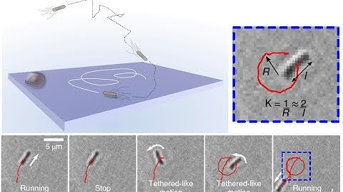 Fernando Peruani - From individual to collective intermittent motion: from bacteria to sheep - BPPB