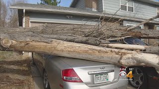 Wind Gusts Blamed For Downed Tree
