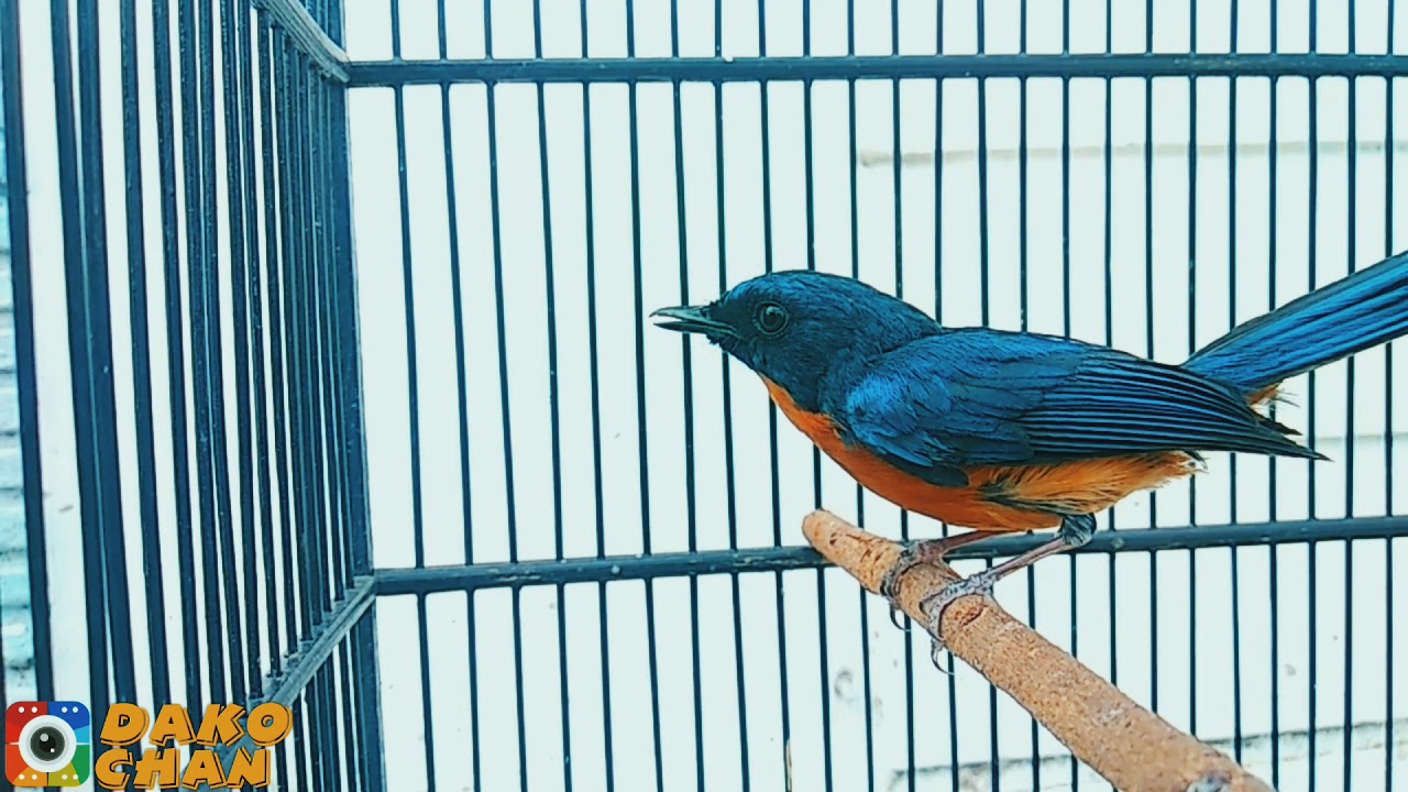 Bakau Videos Latest Videos From And About Bakau Kanifing Gambia