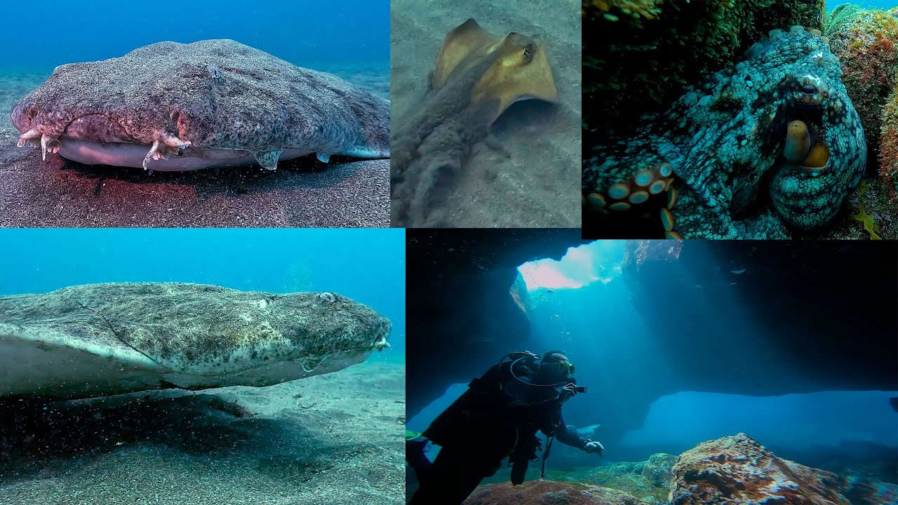 Buceo en Aguadulce, Los Abrigos 10-02-2024