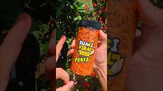 Download Lagu Takde Hujan Takde Ribut Kuaci Viral 😱 MP3