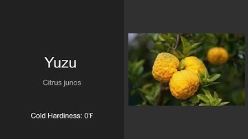 Top 6 Cold-Hardy Citrus Trees YOU NEED to Grow! | Survive the Chill & Still Harvest Citrus!