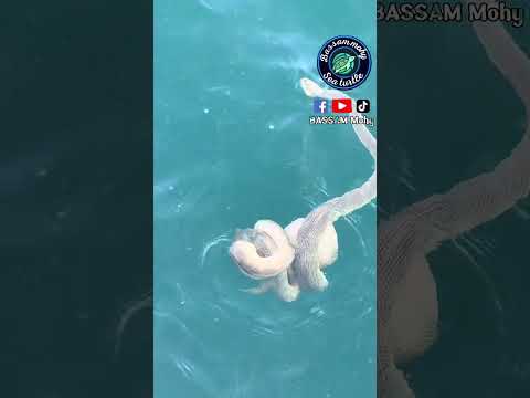 ثعبان البحر من أخطر الكائنات البحرية