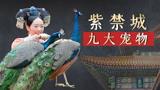 The nine major pets in the Forbidden City: Gao Xiyue’s peacock is absolutely precious
