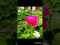 🌹 flower editing by gulab 🌹#entertainment #flower