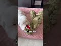 What is she doing😱 #daisy #puppy #dog #funny #funnyvideo