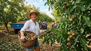 Inside California Walnut Farming: 710,000 Tons Harvested and Processed