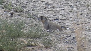 Prairie Dogs with NO LEAD Bullets