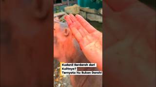 Why Is Hippo Sweat Red… Are They Bleeding?