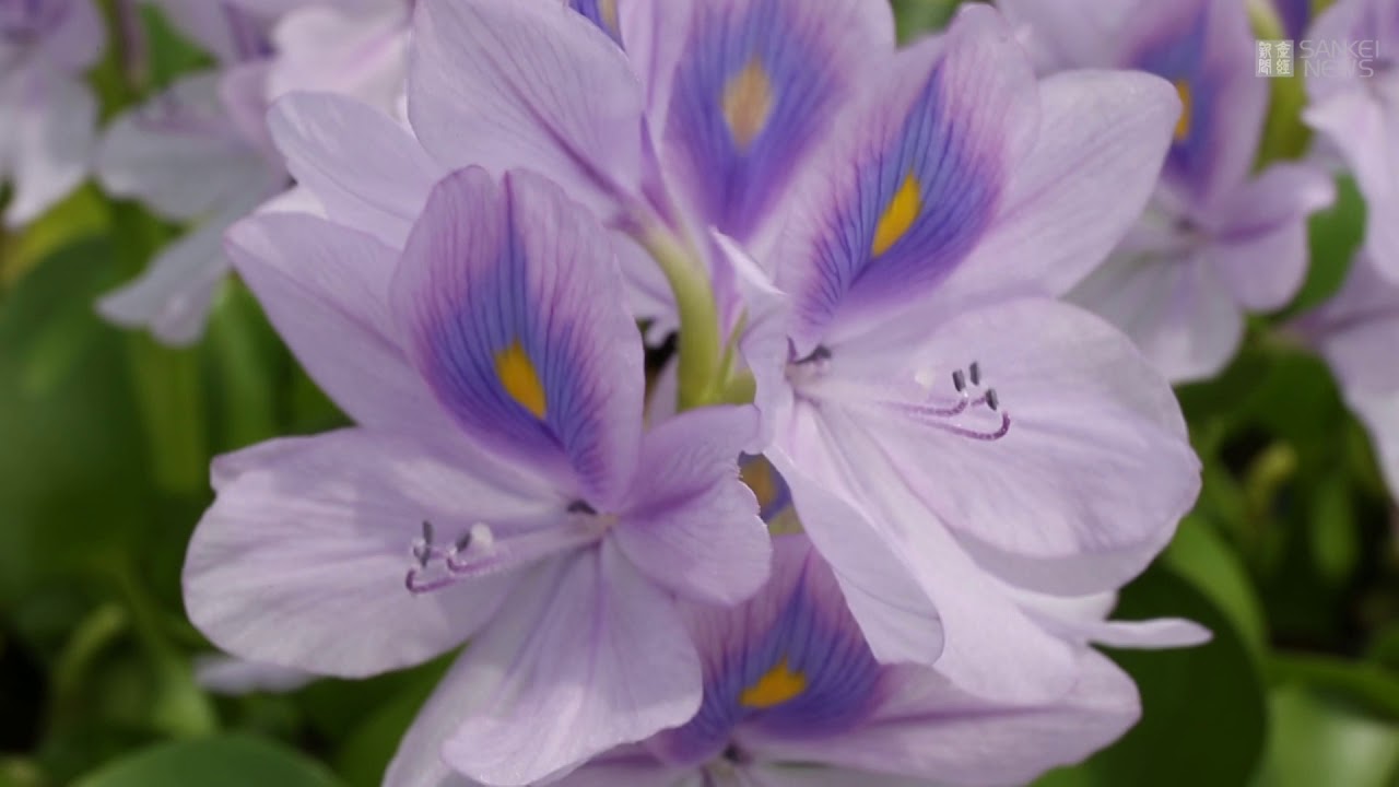 本薬師寺跡でホテイアオイが見ごろ Youtube