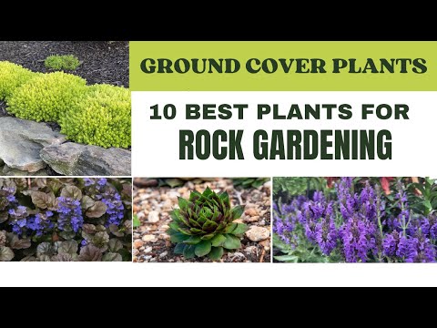 Video: Zone 5 Rock Gardens - Piante da giardino rocciose adatte per i giardini della zona 5