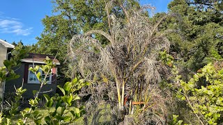 Areca Palm (Dypsis lutescens) in St. Augustine, FL