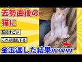 【2ch動物スレ】去勢の翌日に猫本人のキンタマ渡した結果wwwww