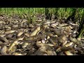 Unique Fishing Style Exciting - Catching &amp; Catfish Lot of In Growing Season at Rice Field