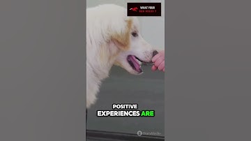 How to Properly Socialize Your Dog?  🐾🐕 | What Your Dog Needs