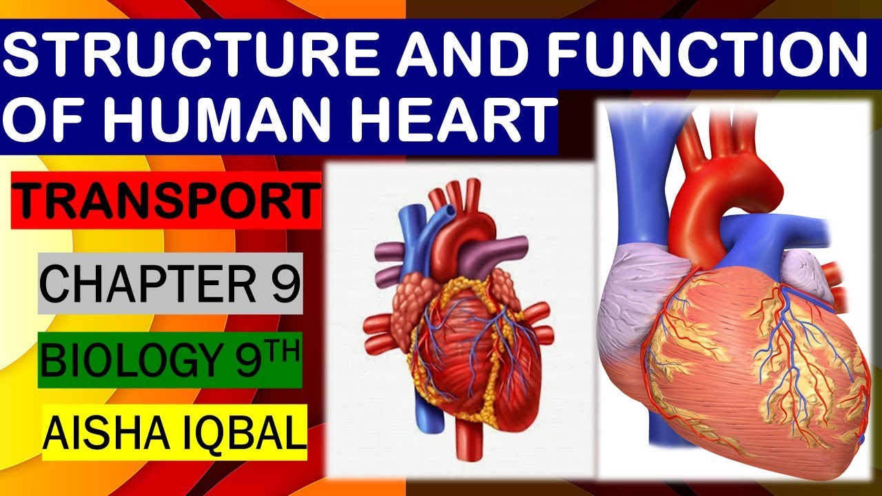 Human Heart | Structure and Function of Heart | Working of Human Heart 3d  Animations - YouTube