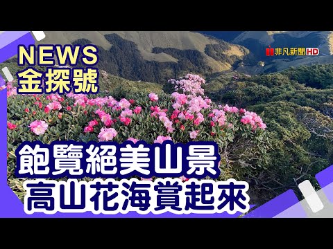 親近大自然 山海賞花路線 | 合歡山 松雪樓 滑雪山莊 老英格蘭 清境農場 霧峰林家 乾溪自行車道【News金探號】