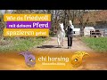 Thema Pferd Führen - Wenn ein Pferd gegen uns ist! Die Ursachen & friedvolle kompetente Korrektur