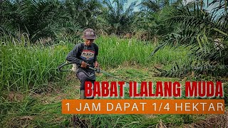 1 Jam Dapat 1/4 Hektar | Babat Ilalang Muda