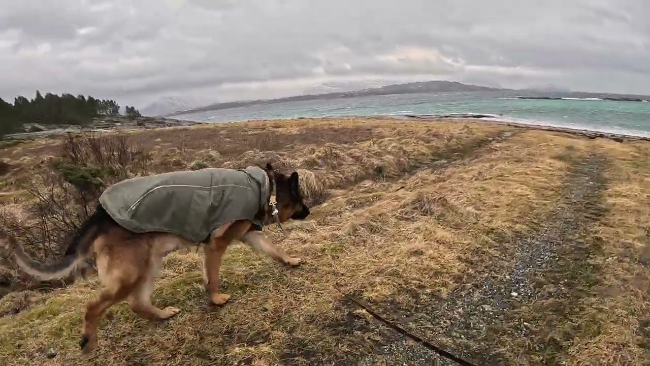 German shepherd on walk. Eros på tur.09.03.2026. Another one of you tubes most boring video.