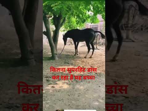 इसे कहते हैं घोड़े का नागिन डांस #ghodi_dance #ghodighodi #horse #ghodi_dance@pankajjaat